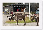 hotellin porot reindeer 4429 * 950 x 604 * (681KB)